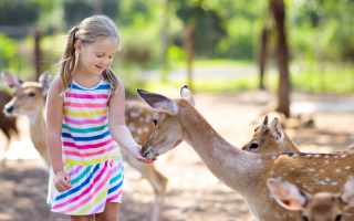 teaching kids to be nice to animals