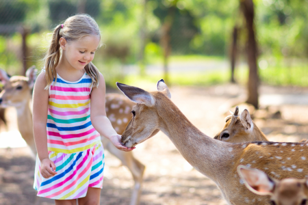 teaching kids to be nice to animals